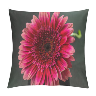 Personality  A Kind Of Fuchsia Flower Of Gerber On A Black Background Close-up Pillow Covers