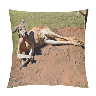 Personality   Very Muscular Wild Red Kangaroo Lying On The Ground In Queensland, Australia Pillow Covers
