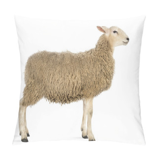 Personality  Side View Of A Sheep Against White Background Pillow Covers