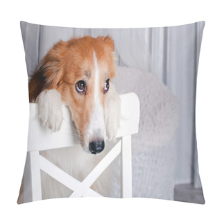 Personality  Border Collie Dog Portrait In Studio Pillow Covers