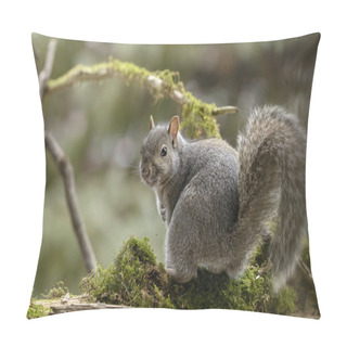 Personality  Eastern Gray Squirrel, Known As The Grey Squirrel Is Native Animal  To Eastern North America Pillow Covers