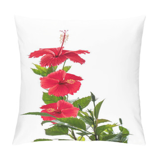 Personality  The Flower Red Hibiscus Stands Out Against White Backgrounds Pillow Covers