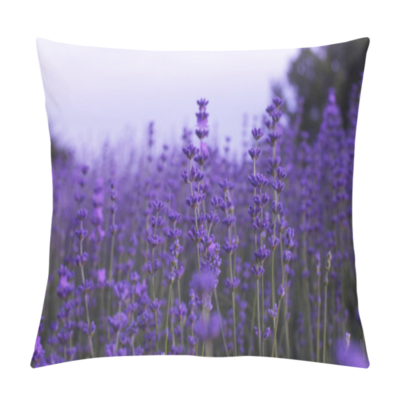 Personality  Lavender flowers in field pillow covers