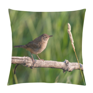Personality  A Cute House Wren Perched On A Branch In The Morning Light Pillow Covers