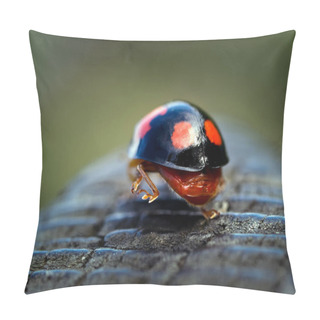 Personality  This Is An Image Of A Harlequin Ladybird Or Ladybug Walking Away. The Action Reminds Me Of, Off To Work We Go Form The Disney Cartoon Film  Snow White And The Seven Dwarfs. Pillow Covers