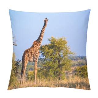 Personality  Giraffe On Savanna. Safari In Serengeti, Tanzania, Africa Pillow Covers