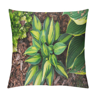Personality  Hosta Magic Island Planted Together With Heuchera Lime Marmalade In Shady Garden. Shade Tolerant Plants For Garden Design Pillow Covers