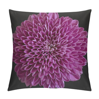 Personality  Abstract Close-up And Macro Of The Radial Symmetry Of A Dalia Flower Against Black Background Pillow Covers