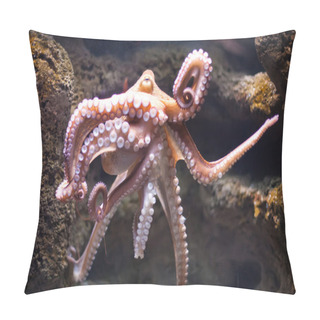 Personality  Ethereal Octopus From The Depth (Octopus Vulgari) Pillow Covers