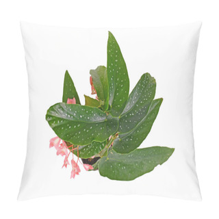 Personality  Top View Of Small 'Begonia Tamaya' Houseplant On White Background Pillow Covers