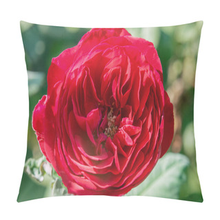 Personality  Beautiful Sunny Close Up Of A Single Red Gospel Rose Blossom  Pillow Covers