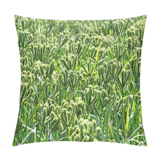Personality  Finger Millet Field Pillow Covers