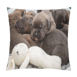 Personality  Newborn Puppies. Cane Corso Puppies, Formentino Color. Cane Corso Puppies Are Two Weeks Old. Newborn Puppy Shoot. New Life Pillow Covers