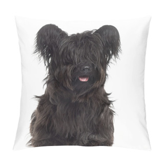 Personality  Skye Terrier Sticking The Tongue Out, Isolated On White Pillow Covers
