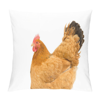 Personality  A Portrait Of A New Hampshire Red Hen Chicken Sitting Down Breeding Full Body Isolated On A White Background Pillow Covers