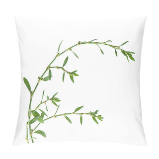 Personality  Polygonum Aviculare Or Common Knotgrass Isolated On White Pillow Covers