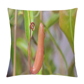 Personality  Nepenthes Carnivorous Tropical Pitcher Plants Or Monkey Cups With Dangerous Pitchers And Leaves Pillow Covers