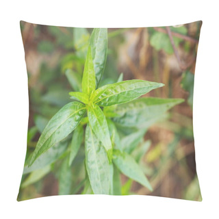 Personality Thai Herbs King Of Bitter Scientific Name Andrographis Paniculate Burm, Fah Talai John, Green Vegetable Tree Plant Blooming In Garden Pillow Covers