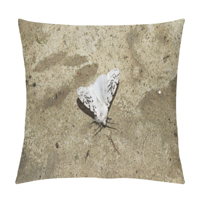 Personality  Male American White Butterfly. Butterfly On A Concrete Floor. Pillow Covers