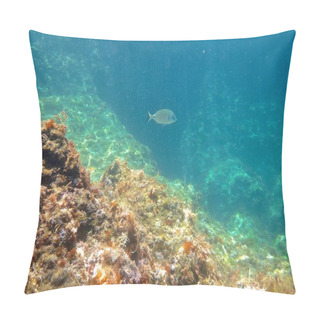 Personality  Fish On The Rocks 4 LT Pillow Covers