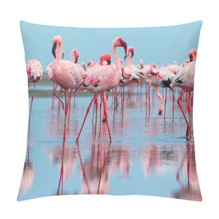 Personality  Wild African Birds. Group Birds Of Pink African Flamingos  Walking Around The Blue Lagoon Pillow Covers