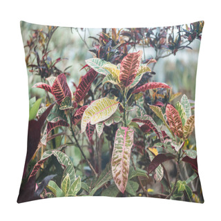 Personality  Plants With Red And Green Exotic Textured Leaves  Pillow Covers