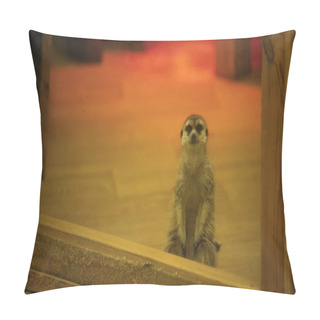 Personality  Wild Meerkat Sitting Near Glass In Zoo  Pillow Covers