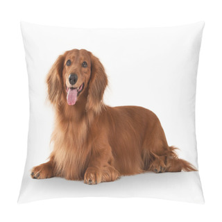 Personality  Brown Dachshund On White Background Pillow Covers