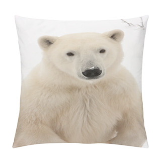 Personality  Close Up Of Adult Polar Bear Standing On Hind Legs Pillow Covers
