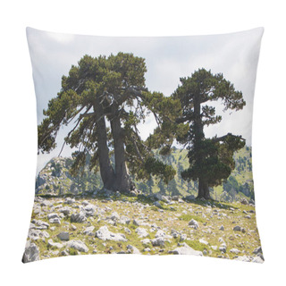 Personality  So Called Garden Of Gods In Pollino National Park, Where  The Bosnian Pine, Or Pinus Leucodermis Lives, Basilicata , Italy Pillow Covers