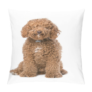 Personality  Brown Labradoodle Dog Pillow Covers