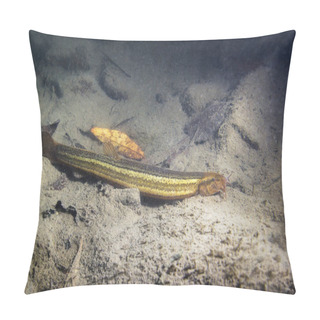 Personality  Weather Loach (Misgurnus Fossilis) In The Beautiful Clean Pond. Underwater Shot In The Lake. Wild Life Animal. Underwater Photography Of Weatherfish In The Nature Habitat With Nice Background. Pillow Covers