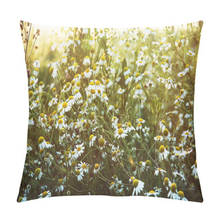 Personality  Beautiful Daisy Meadow In Sunset Pillow Covers