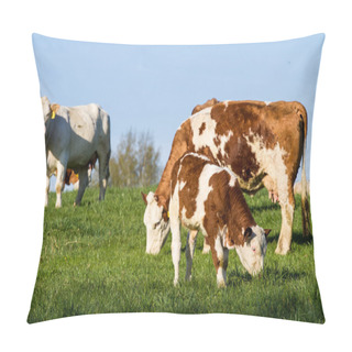 Personality  Brown And White Dairy Cows, Calwes And Bulls In Pasture Pillow Covers