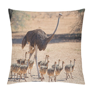 Personality  Ostrich With Chicks  Pillow Covers