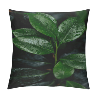 Personality  Close Up View Of Wet Green Natural Leaves Pillow Covers