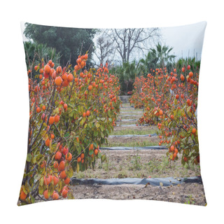 Personality  Beautiful Big Sweet Spanish Persimmon. Delicious Fruits In The Gardens Of The Valencia Region, Spain. Abundant Harvest. Pillow Covers