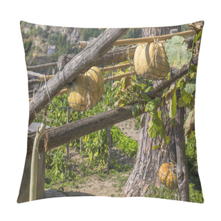 Personality  Pumpkins And Squashes In A Vegetable Garden Pillow Covers