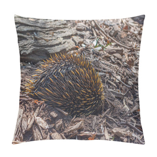 Personality  Echidnas At Cleland Wildlife Park Near Adelaide, Australia Pillow Covers