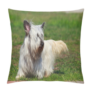 Personality  The Dog Breed Skye Terrier Pillow Covers