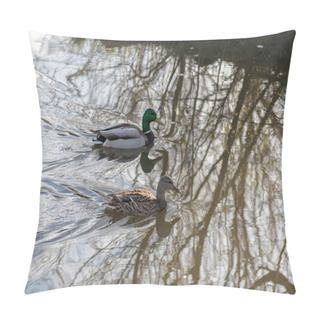 Personality  Male Mallard Follows Female Duck As They Swim On Water Surface O Pillow Covers