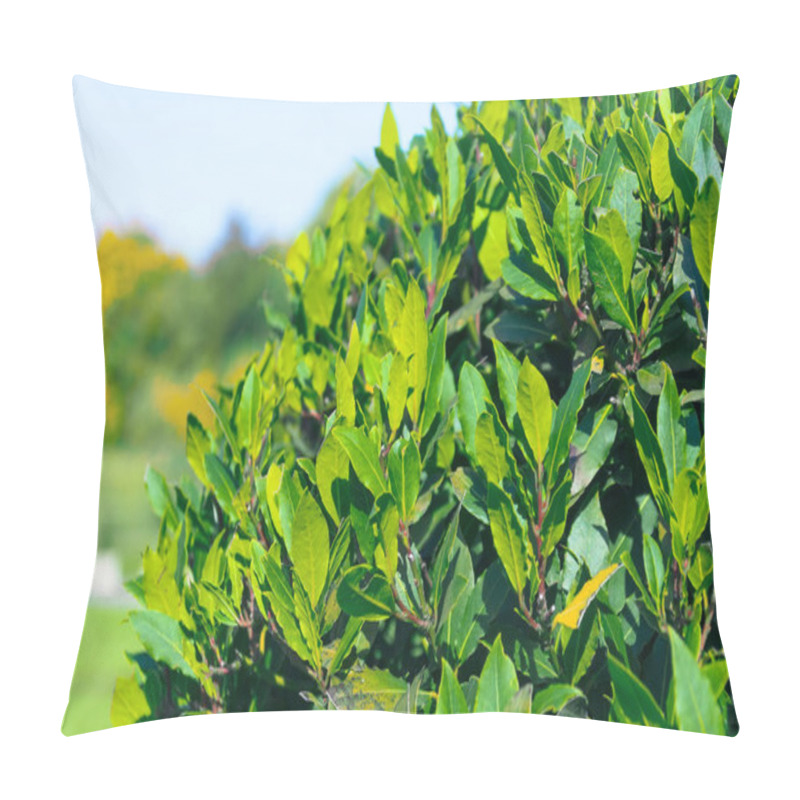 Personality  Trimmed round shape of laurel tree crown, leaves close up pillow covers