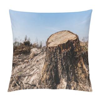 Personality  Sunshine On Tree Stump Near Sticks On Ground  Pillow Covers