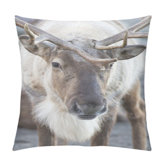 Personality  Reindeer Portrait In Winter Time Pillow Covers