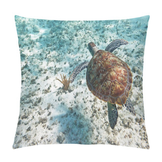 Personality  Green Turtle Swiming In Caribbean Sea Pillow Covers