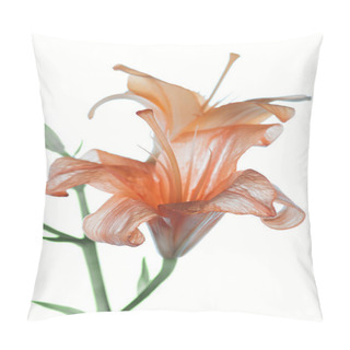 Personality  Close-up View Of Beautiful Tender Orange Lily Flowers Isolated On White   Pillow Covers