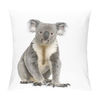 Personality  Portrait Of Male Koala Bear, Phascolarctos Cinereus, 3 Years Old Pillow Covers
