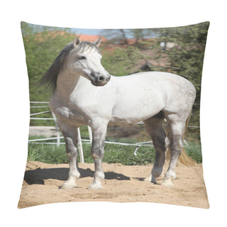 Personality  Beautiful Andalusian Stallion In Spring Pillow Covers