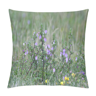 Personality  Ononis Spinosa Is Commonly Known As Spiny Restharrow Pillow Covers