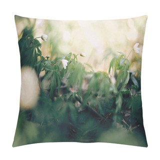 Personality  Beautiful Anemones White Flowers In Sunny Spring Woods. Fresh Fi Pillow Covers